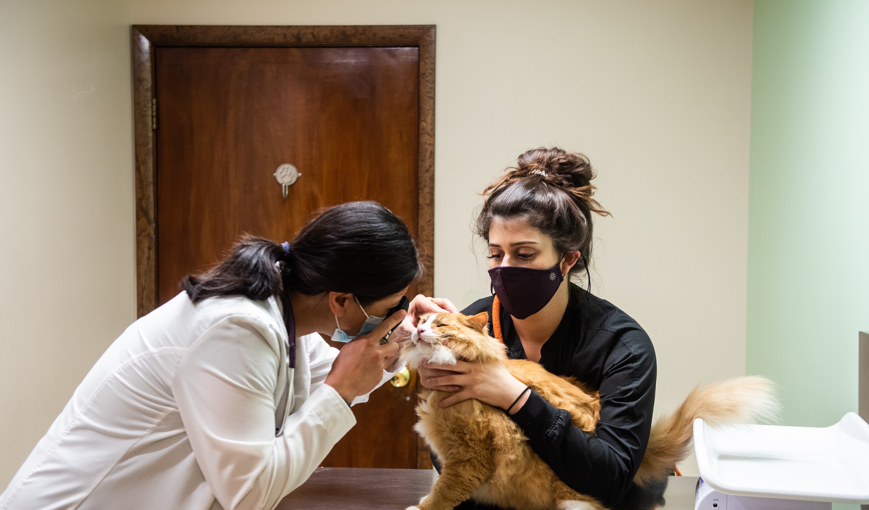 Veterinary Clinic Community Animal Care United States