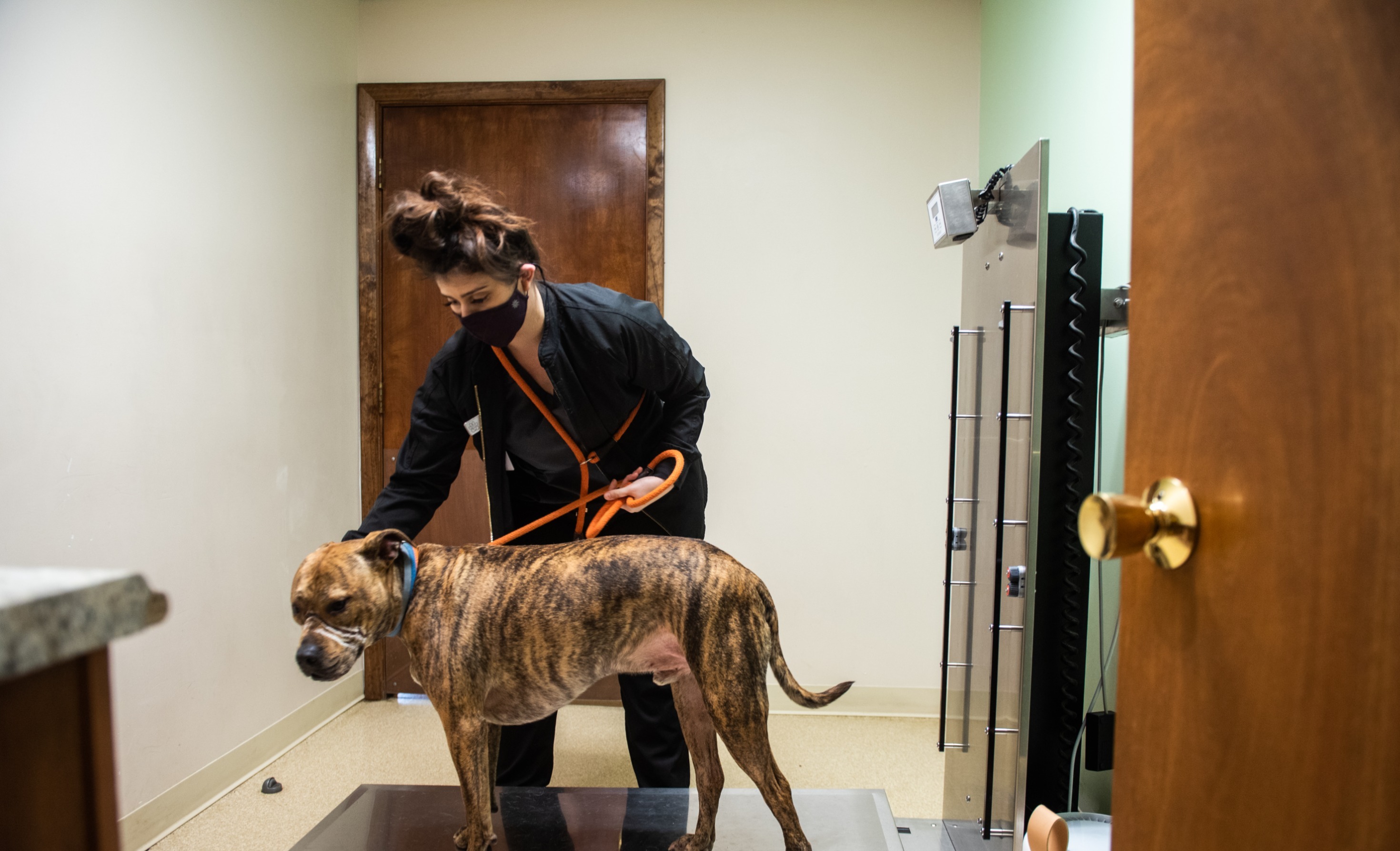 Veterinary Clinic Community Animal Care United States