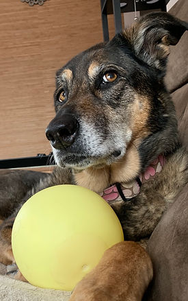 Daisy and her ball
