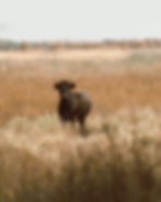 Terre Sauvage de Camargue
