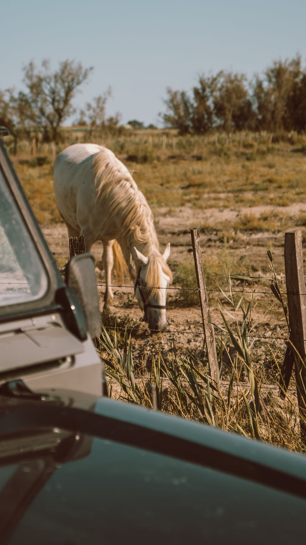 Terre Sauvage de Camargue