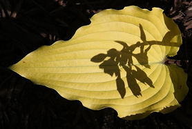 Phoenix Feathers shadow0M6A0832sm.jpeg
