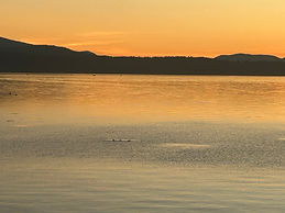 Sea otters Saanich InletIMG_4128 2.jpg