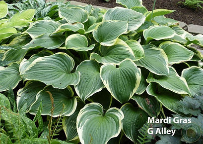 Mardi Gras 3369_13846_lg.jpg