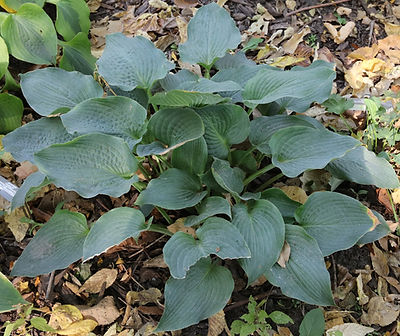 Country Dreaming 0M6A1415.jpeg