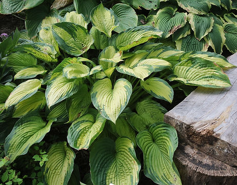 Dick Ward 0M6A7165.jpeg