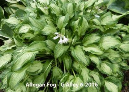 Allegan Fog HTr 170_11618_med.jpg