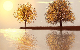 Trees_edited_edited.jpg