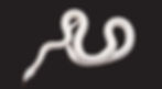 ree