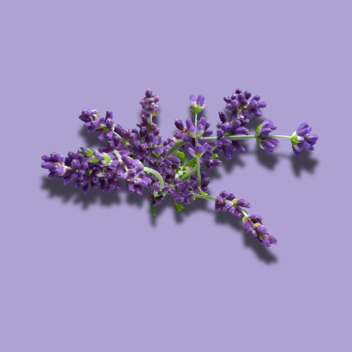 ROSEMARY (7).png