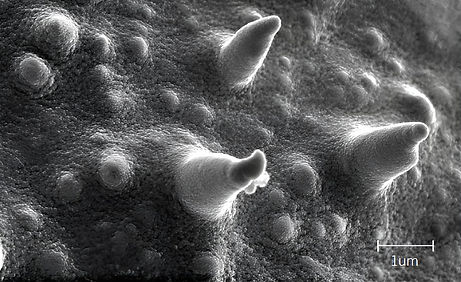 Cauliflower Pollen 10kV