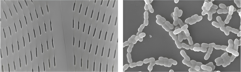 Normal SEM test example Biological