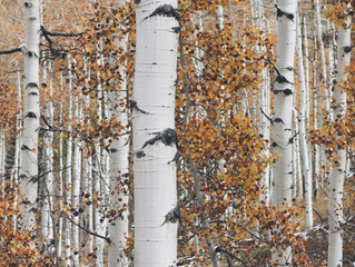 Autumn Is Mother Nature's Do Over