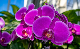 Orchid