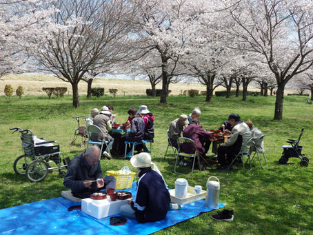 桜の下でお弁当