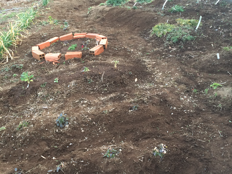 冬の庭、、、これから春はガーデニングの季節