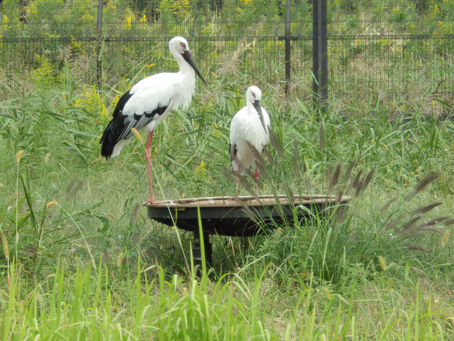 野田市のコウノトリに会いに