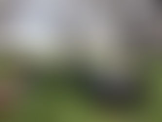 今年は早く桜が咲いた