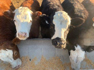calves 2022.jpg