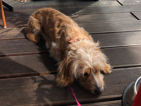 5 charmante Hundehotels in Wien, die euren Aufenthalt unvergesslich machen