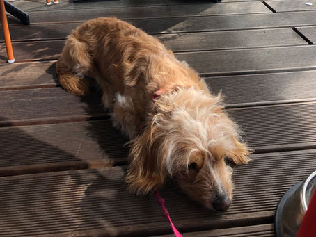 5 charmante Hundehotels in Wien, die euren Aufenthalt unvergesslich machen