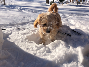 Winterurlaub mit Hund im Lungau (Land Salzburg)