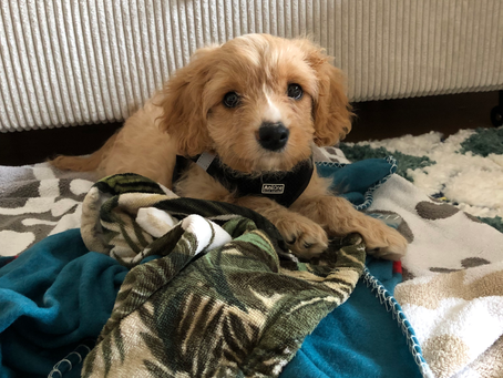 9 beliebte Hundepensionen in Wien: Hier fühlt sich dein Hund wie zu Hause