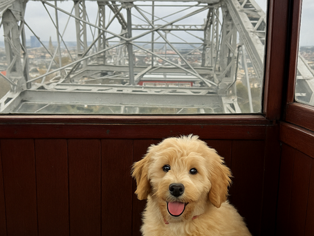 7 Dinge, die du mit deinem Hund in Wien erleben kannst