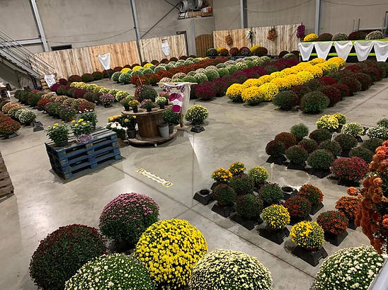 chrysanten