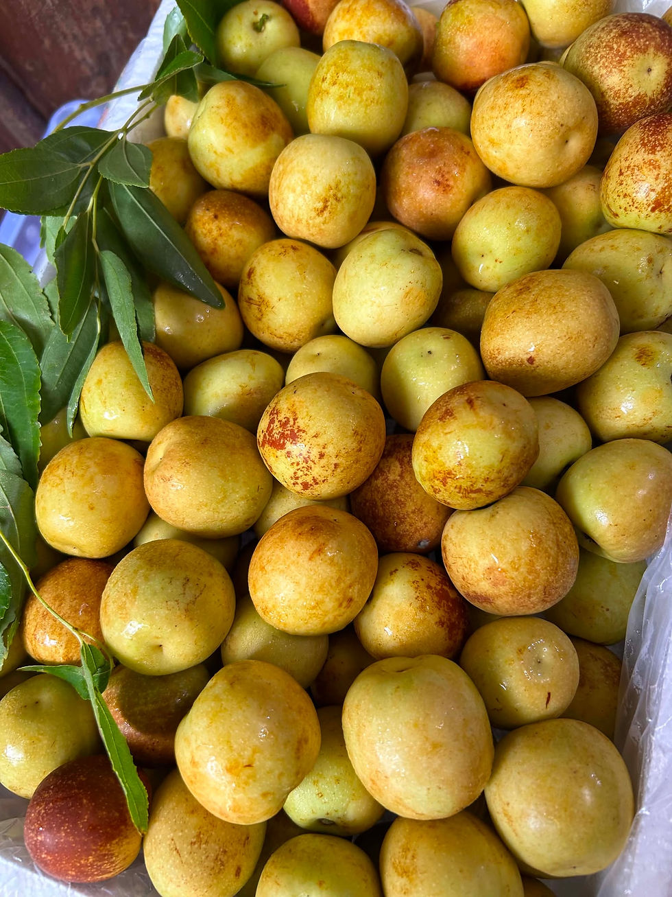 Cripsy Winterdates (Jujube)