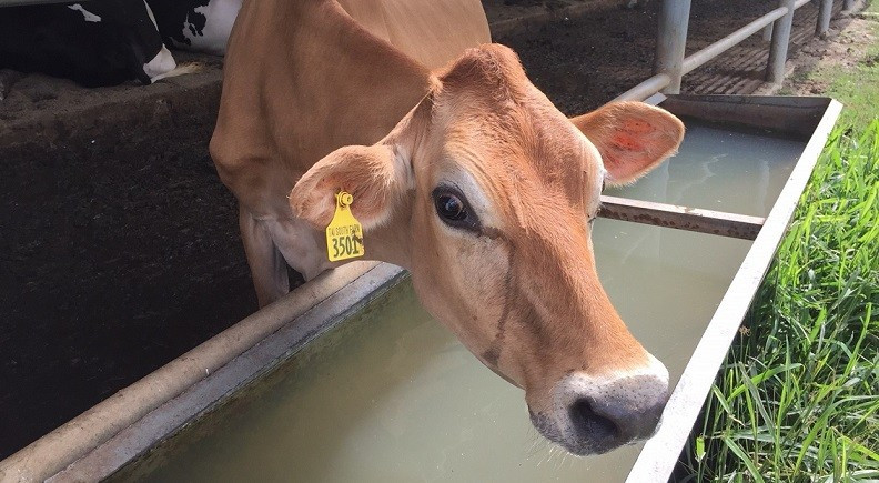 Latte at Tai South Farms, Lajas, Puerto Rico
