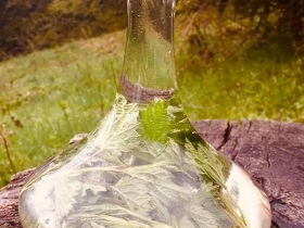 L'eau d'orties, un puissant dépuratif au goût de banane à réaliser vous-même