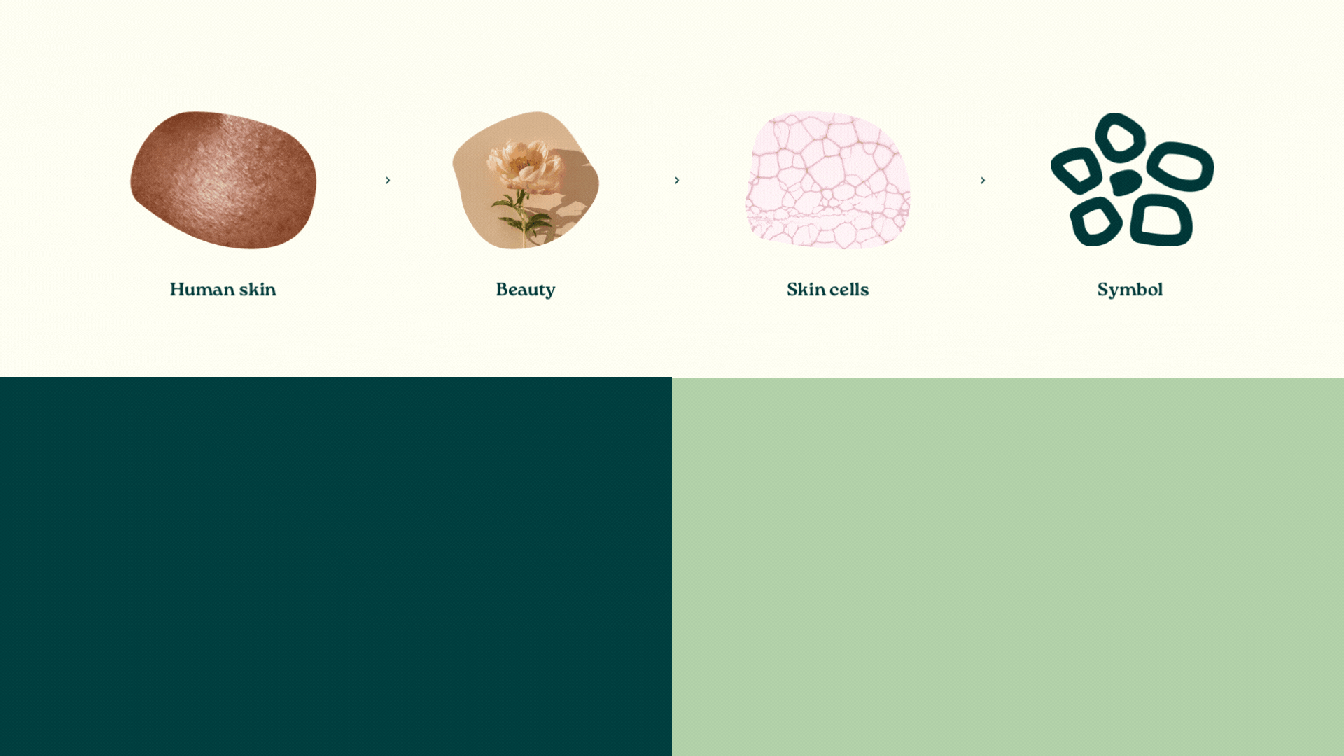 Processo criativo do símbolo We Glow: gráfico mostrando a fusão visual entre textura de pele, flor e células microscópicas pa