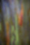 Rainbow eucalyptus.jpg