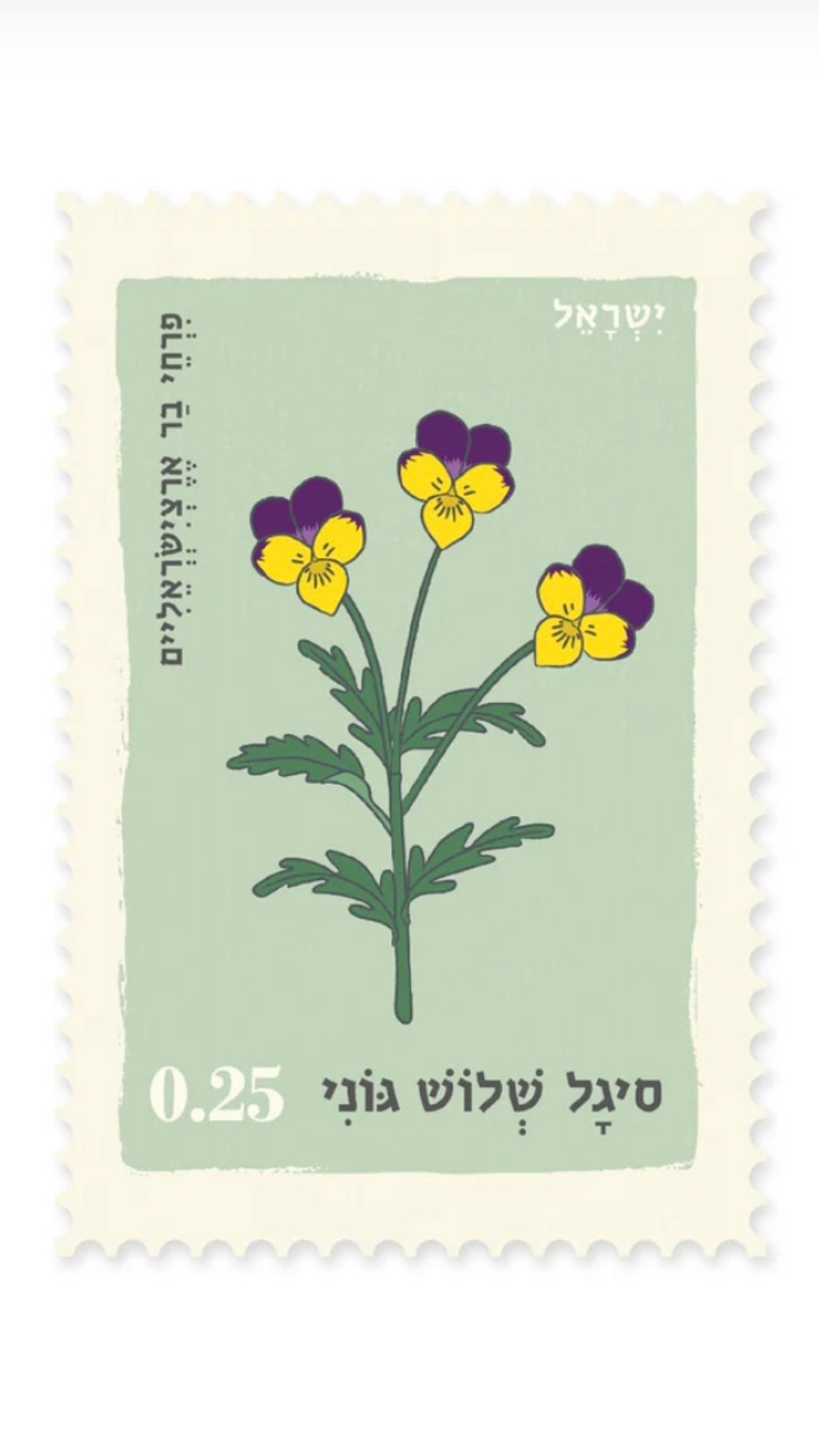 גלויה סיגל שלוש גוני- יולטה