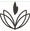 Lotus dark brown2.png
