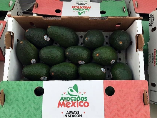Gobierno de EU reanuda inspección de producción de aguacate en Michoacán