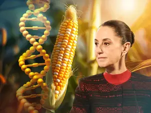 Claudia Sheinbaum envía iniciativa al Congreso para proteger el maíz
