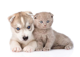chien et chat.jpg