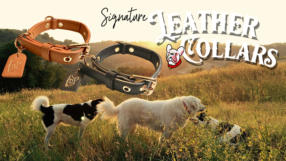 DogCollarFB.PNG