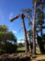 tree removal macedon ranges
