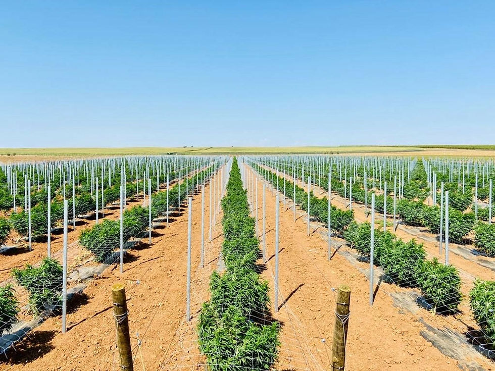 E Que Tal Dizer Não Aos Charrinhos?