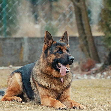 dog training in putney