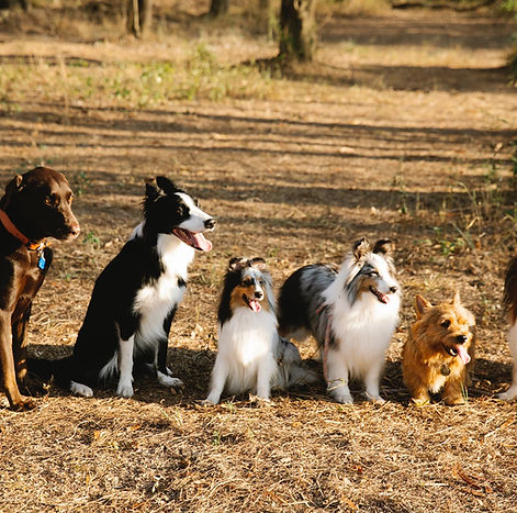 dog daycare in putney