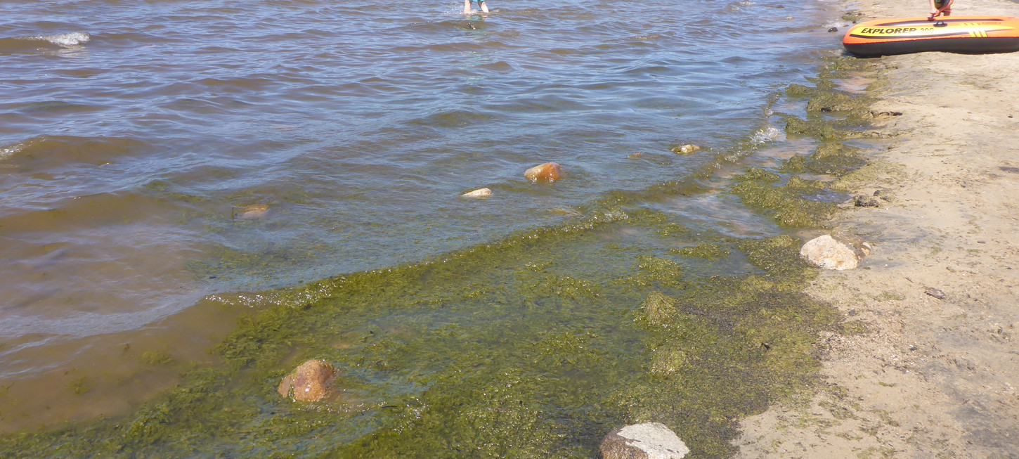 Regan Beach East of Park 072122 algae accumulating near shore BE9A30D4.jpeg