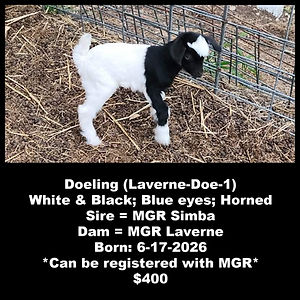 Collage Laverne-Doe-1.jpg