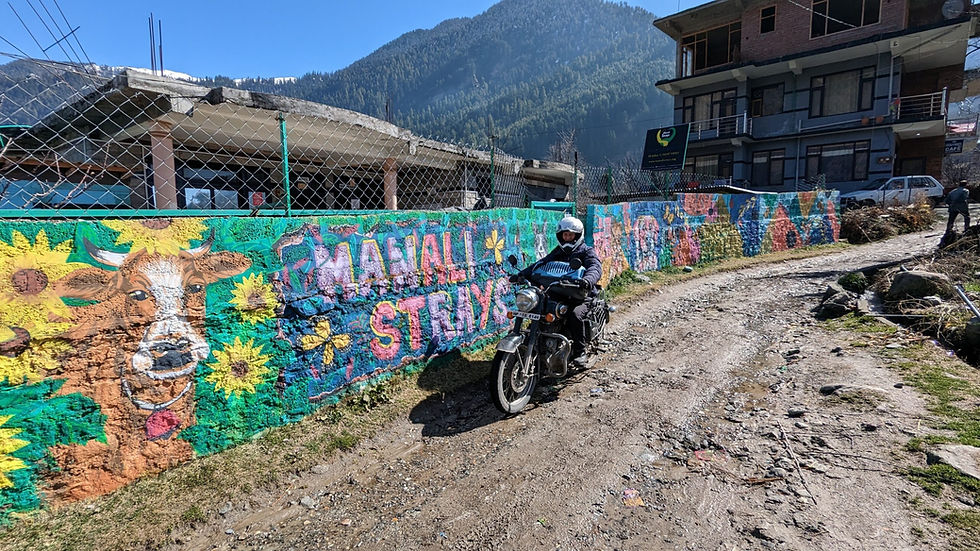 Manali Strays, NGO