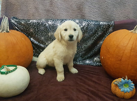 puppy