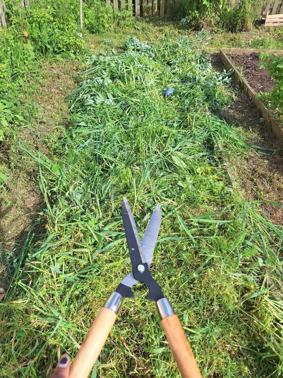 Mes premières expérimentations au jardin partagé : observer, tester et apprendre de la nature
