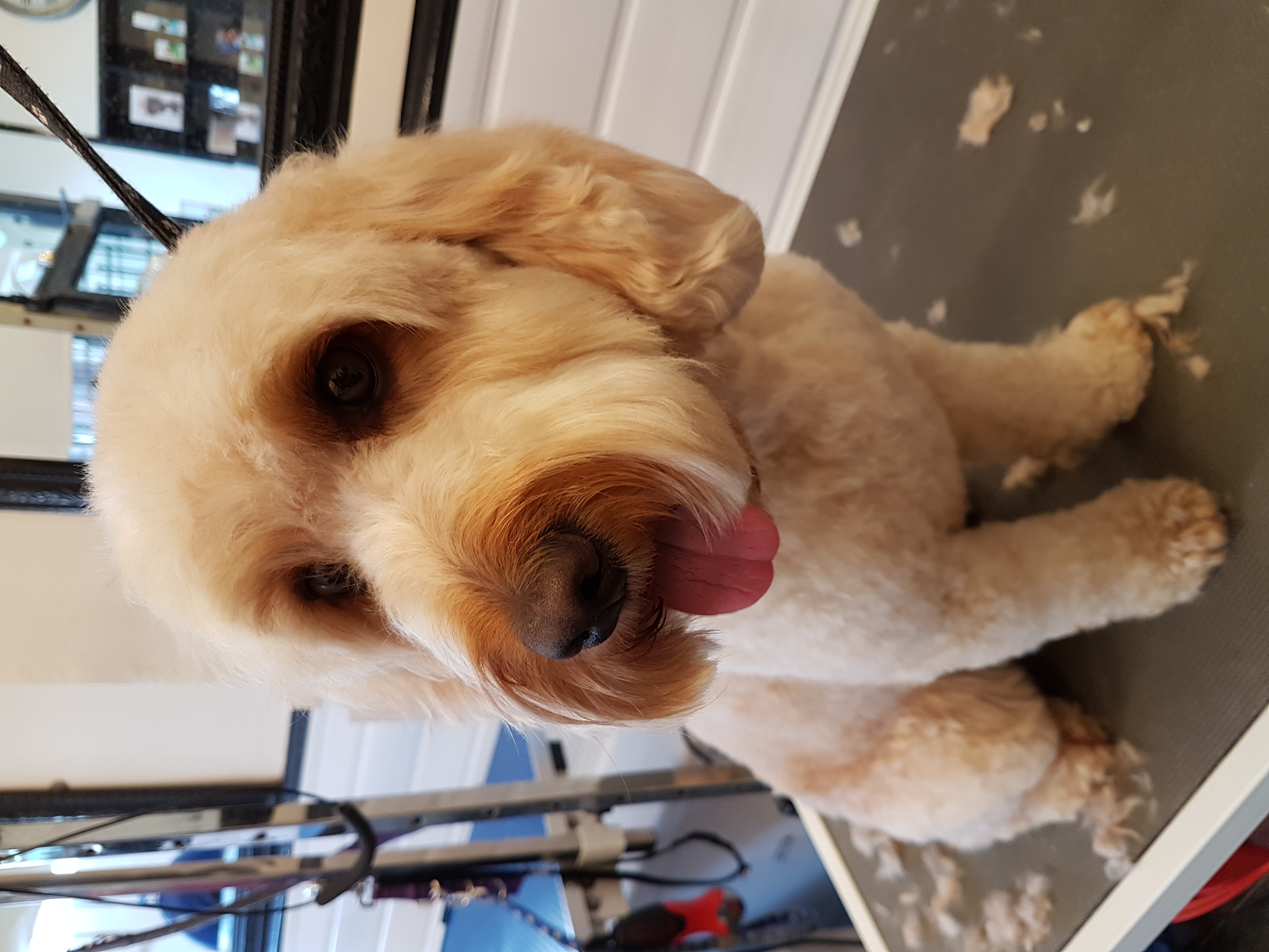 Scooby's Grooming Salon Sutton Coldfield Homepage